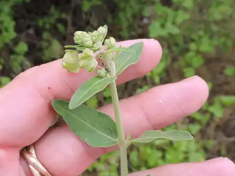 Foto dokumenter Mirabilis gigantea