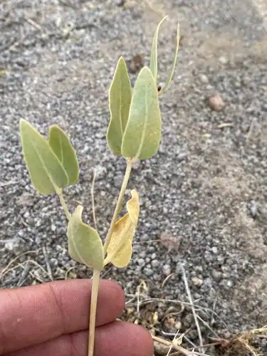 Foto dokumenter Mirabilis pudica