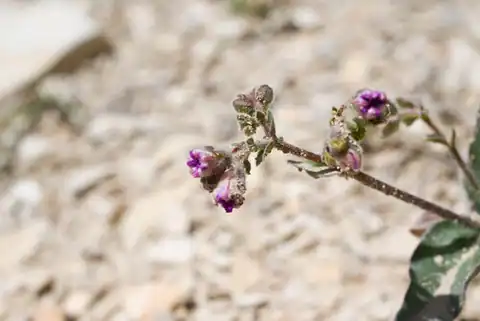 Foto dokumenter Mirabilis rotundifolia