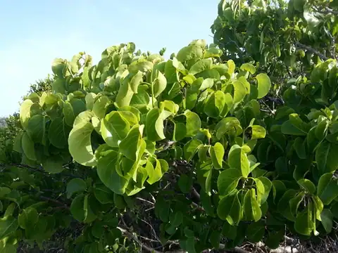 Foto dokumenter Pisonia subcordata