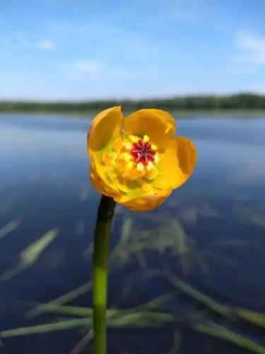 Foto dokumenter Nuphar microphylla