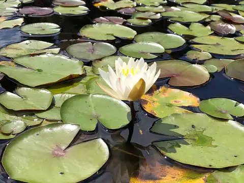Foto dokumenter Nymphaea odorata