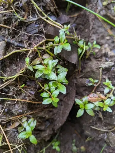 Foto dokumenter Ludwigia ovalis