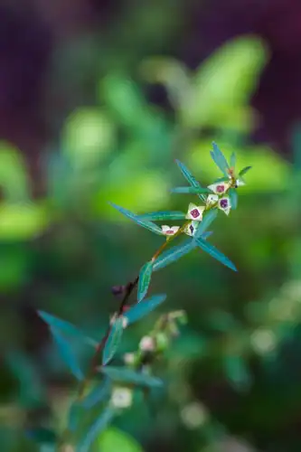 Foto dokumenter Ludwigia alata