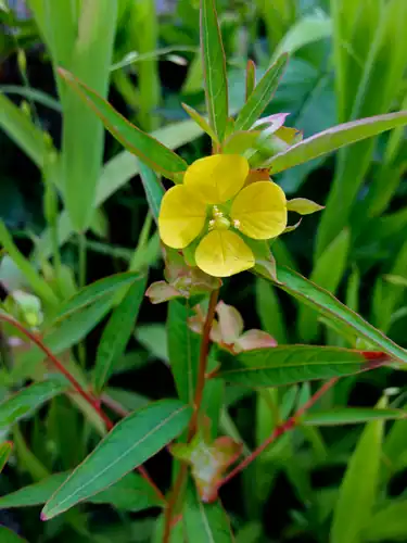 Foto dokumenter Ludwigia alternifolia