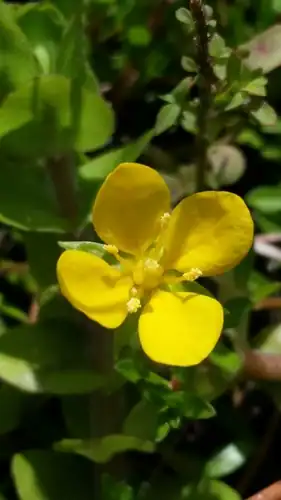 Foto dokumenter Ludwigia arcuata