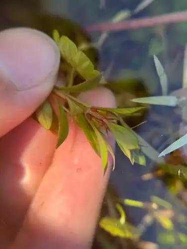 Foto dokumenter Ludwigia brevipes