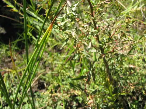 Foto dokumenter Ludwigia sphaerocarpa