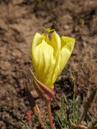 Foto dokumenter Oenothera acutissima