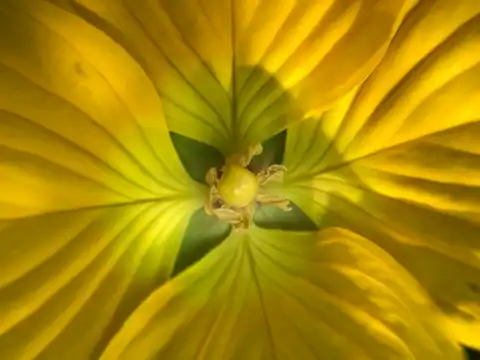 Foto dokumenter Ludwigia bonariensis