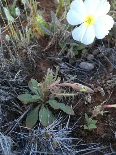 Foto dokumenter Oenothera albicaulis