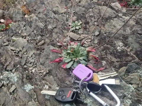 Foto dokumenter Oenothera argillicola