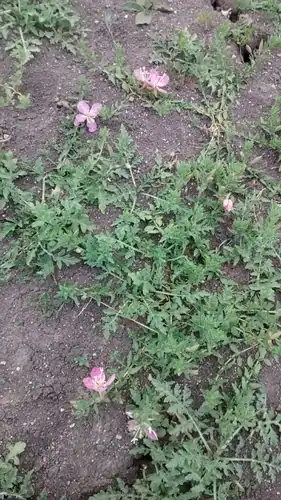 Foto dokumenter Oenothera canescens