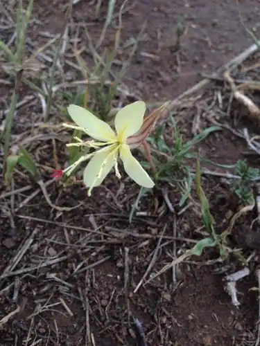 Foto dokumenter Oenothera havardii