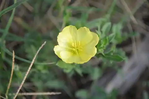 Foto dokumenter Oenothera humifusa