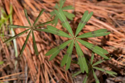Foto dokumenter Oxalis decaphylla
