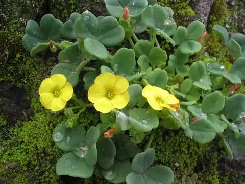 Foto dokumenter Oxalis megalorrhiza