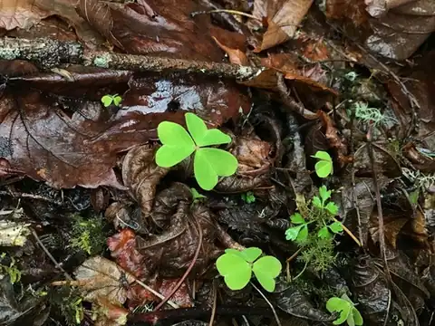 Foto dokumenter Oxalis leucolepis