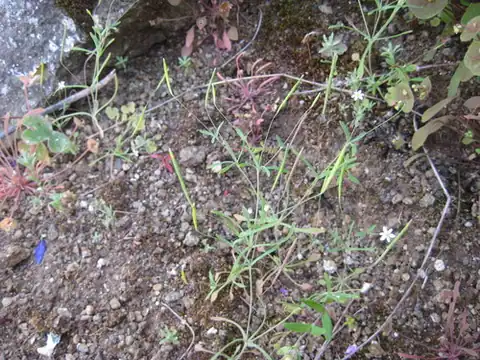 Foto dokumenter Meconella denticulata