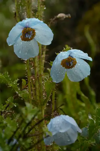 Foto dokumenter Meconopsis aculeata