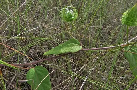 Foto dokumenter Passiflora urbaniana