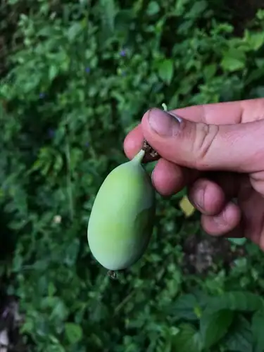 Foto dokumenter Passiflora smithii