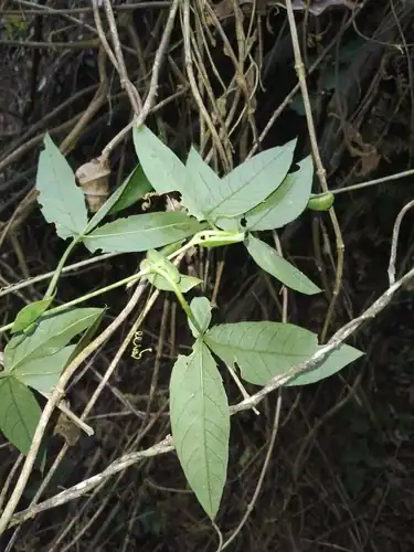 Foto dokumenter Passiflora dalechampioides