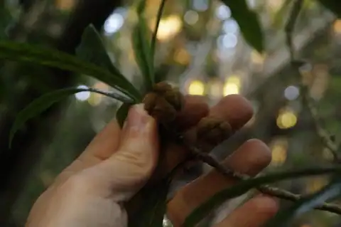 Foto dokumenter Pittosporum glabrum