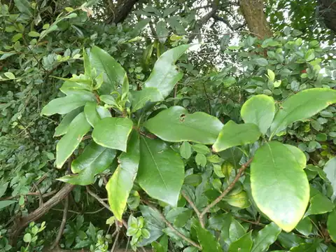 Foto dokumenter Pittosporum glabratum