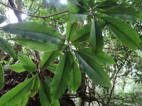 Foto dokumenter Pittosporum daphniphylloides
