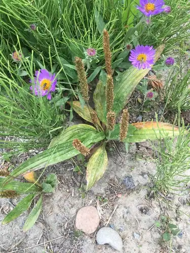 Foto dokumenter Plantago tweedyi