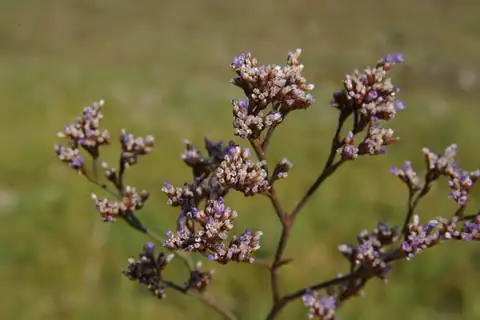 Foto dokumenter Limonium californicum