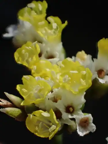 Foto dokumenter Limonium sinense