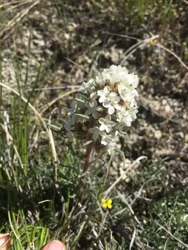 Foto dokumenter Ipomopsis spicata