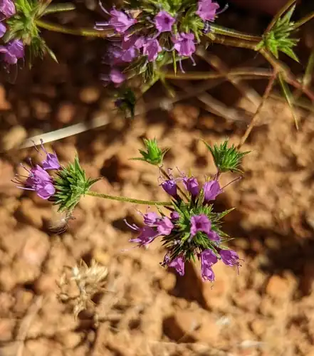 Foto dokumenter Navarretia filicaulis