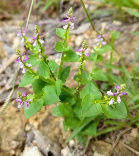 Foto dokumenter Salomonia cantoniensis