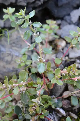 Foto dokumenter Polygonum minimum