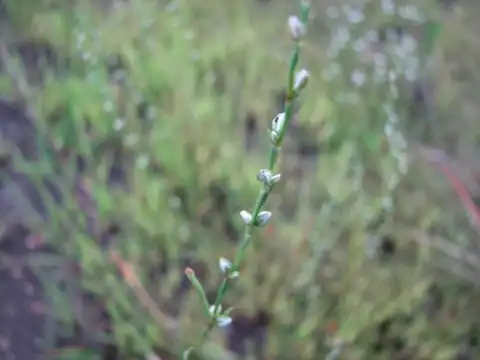 Foto dokumenter Polygonum tenue