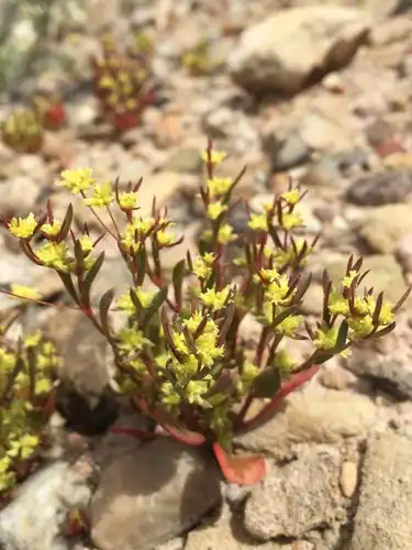 Foto dokumenter Stenogonum salsuginosum