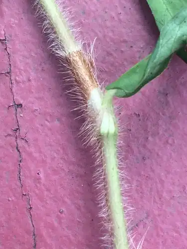 Foto dokumenter Persicaria hirsuta
