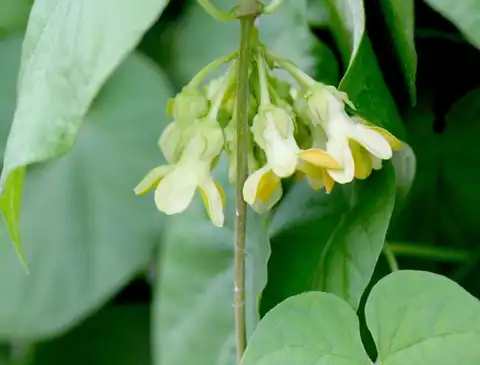 Foto dokumenter Telosma cordata