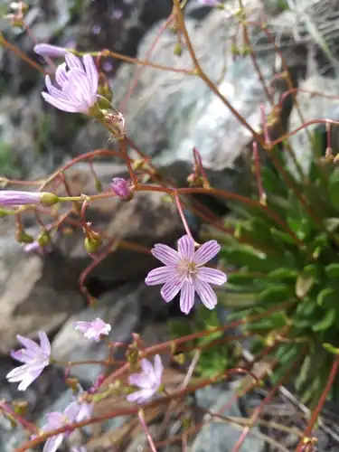 Foto dokumenter Lewisia columbiana