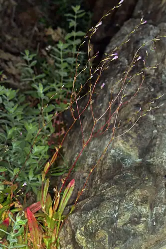 Foto dokumenter Lewisia congdonii