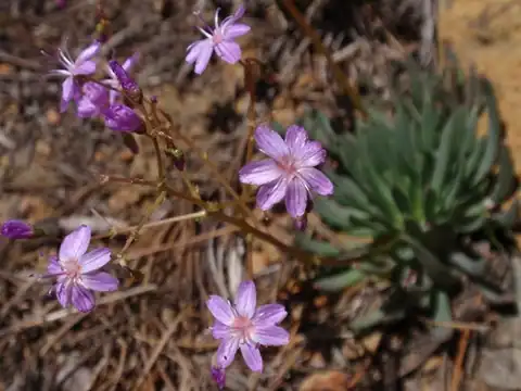 Foto dokumenter Lewisia leeana
