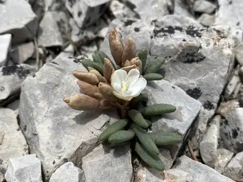 Foto dokumenter Lewisia maguirei