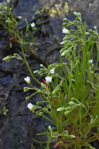 Foto dokumenter Montia linearis