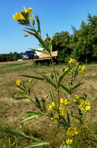 Foto dokumenter Lysimachia hybrida