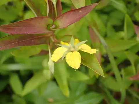 Foto dokumenter Lysimachia tonsa