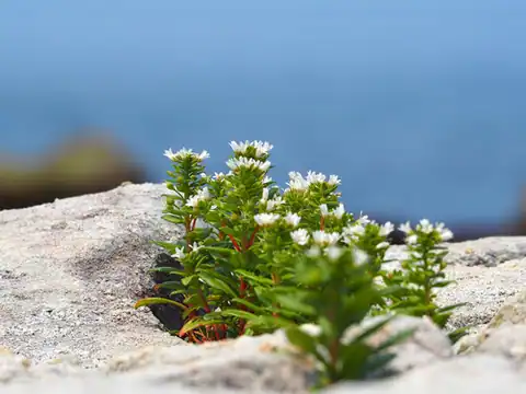 Foto dokumenter Lysimachia mauritiana
