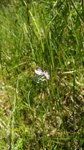 Foto dokumenter Primula incana